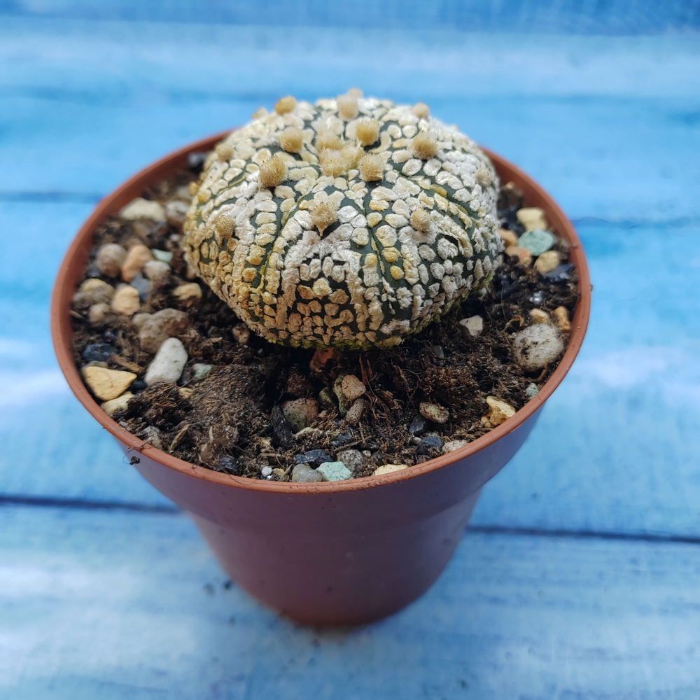 Astrophytum Asterias "Super Kabuto" (Астрофитум)