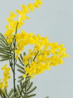 Ветка мимозы Юг