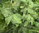 Аралия листья 5 шт