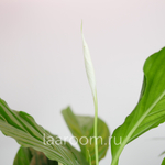 Спатифиллум Штраусс 13/50