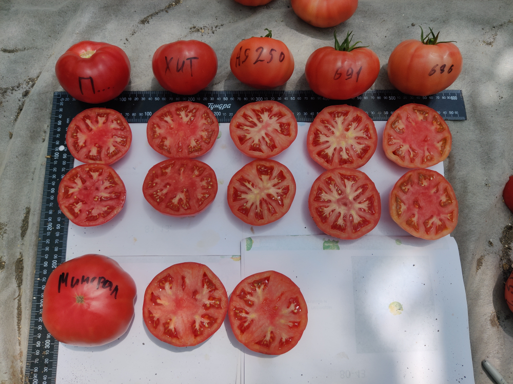 Минерал F1 семена томата индетерминантного ( Yuksel Tohum / )