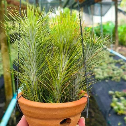 Тилландсия funckiana (clay pot)