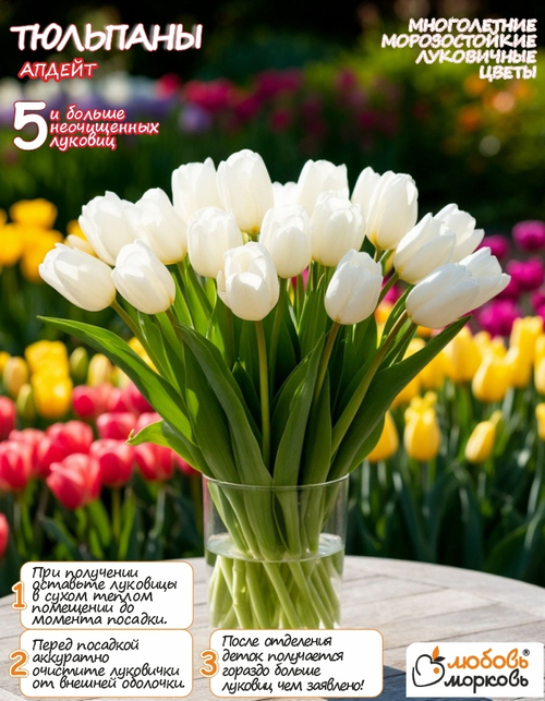 Тюльпан Луковица, Апдейт, 5шт