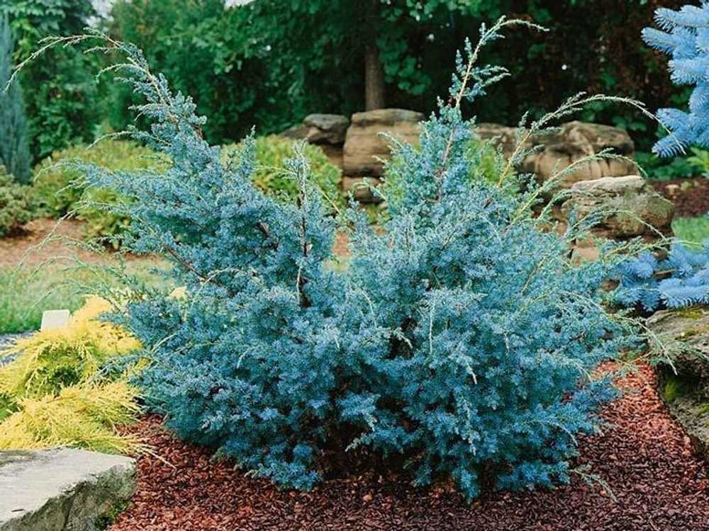 Можжевельник китайский Blue Alps (Блю Альпс) 30 см
