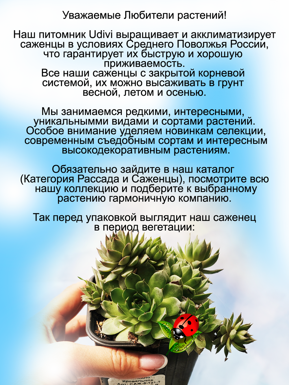 Молодило Кровельное каменная роза быстрорастущее