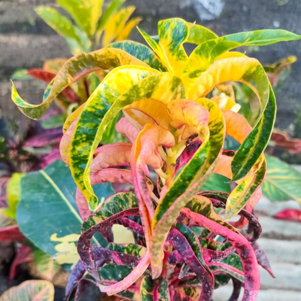 Кротон TANDUK MERAH