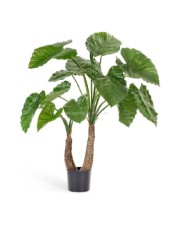 Алоказия Калидора