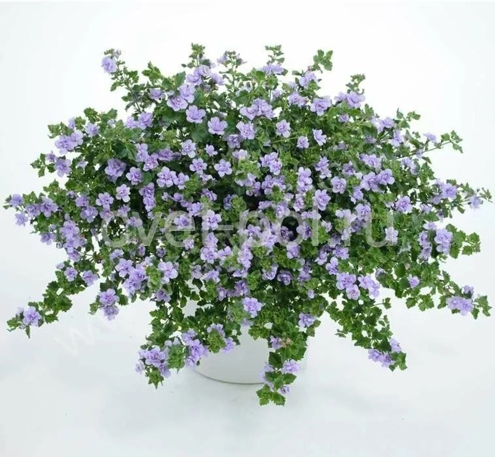 Б4 Бакопа double lavender