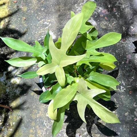 Филодендрон FLORIDA GHOST MINT