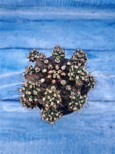 Gymnocalycium T-Rex Pink hybrid (Гимнокалициум T-rex)