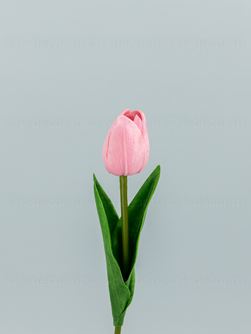 Тюльпан латекс