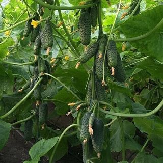 Огурец Мадейра F1 1000 (семян)