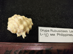 Друпа Рубусида