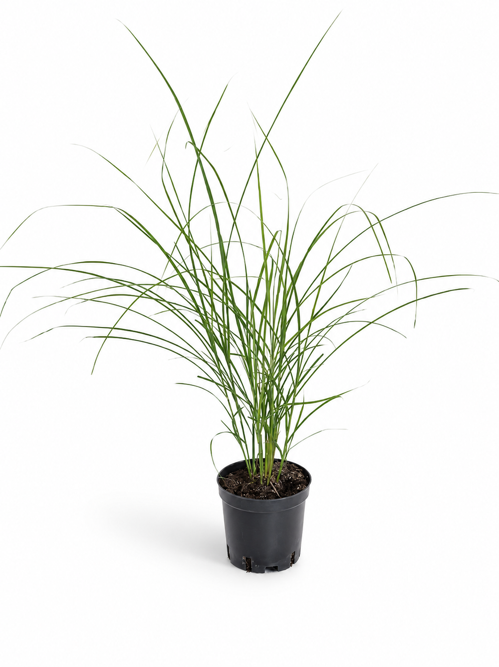Мискантус китайский ‘Gracillimus’