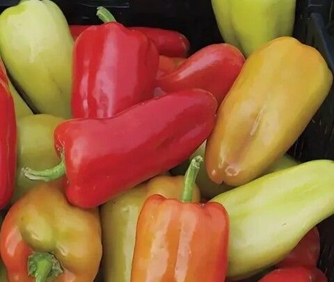 Перец Белогор