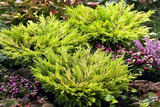 Можжевельник горизонтальный Лайм Глоу Р9 10-15 см*10-15 см Закупка М62 апрель-май 2026