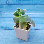 Graptopetalum Superbum (Граптопеталлум)