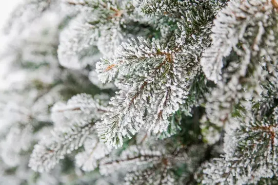 Ель искусственная Стильная заснеженная 230 см., литая хвоя+пвх, Black Box (74004)