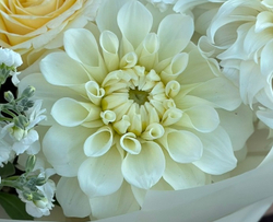 Георгин Хапет Соло (Hapet Solo)