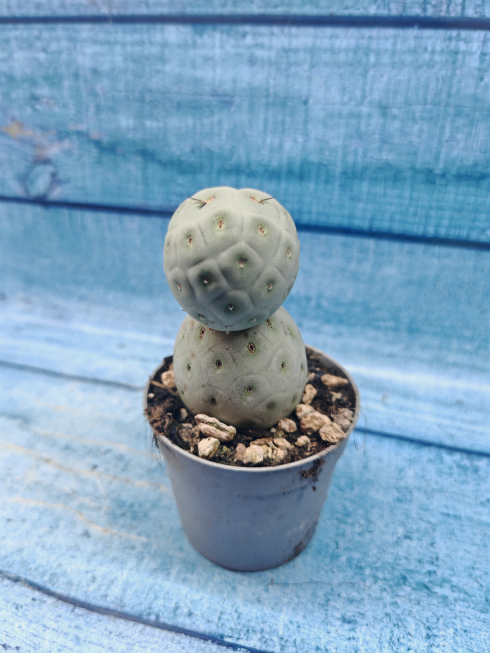 Tephrocactus Geometricus (Тефрокактус)