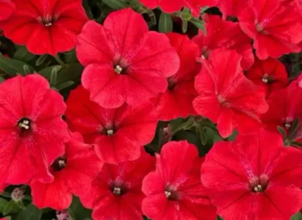 Петуния VISTA Strawberry