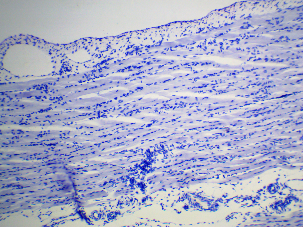 Видеоокуляр ToupCam UCMOS05100KPA