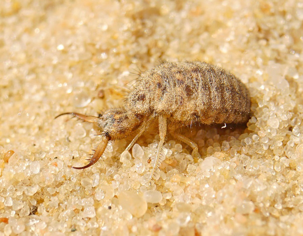 Муравьиный лев (Myrmeleon formicarius)