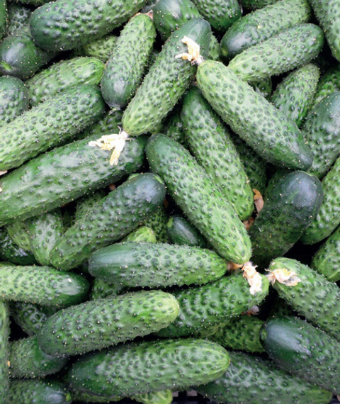 МАДЕЙРА F1 семена огурца (Seminis | Alexagro) – фото 3