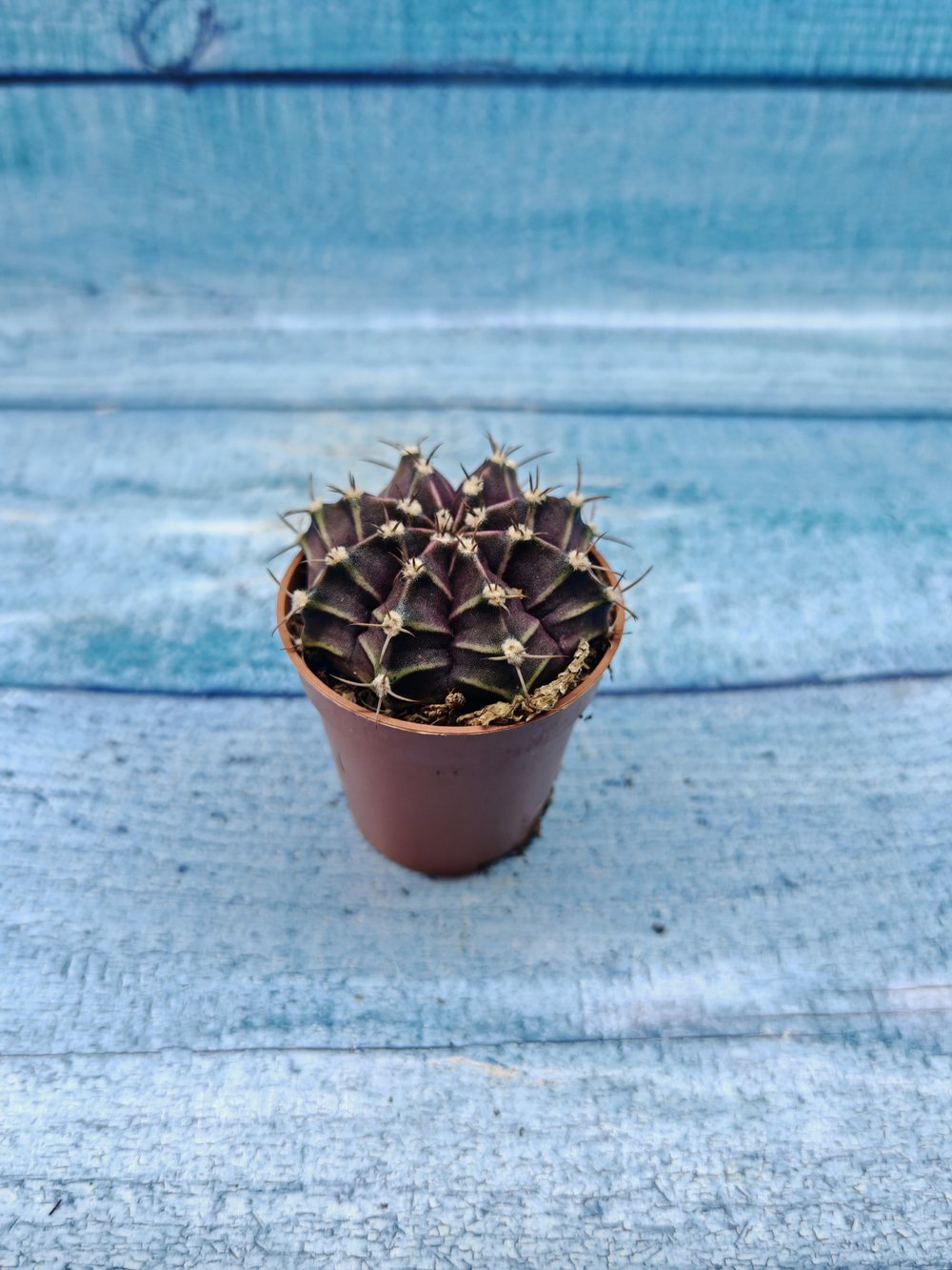 Gymnocalycium Friedrichii (Гимнокалициум)