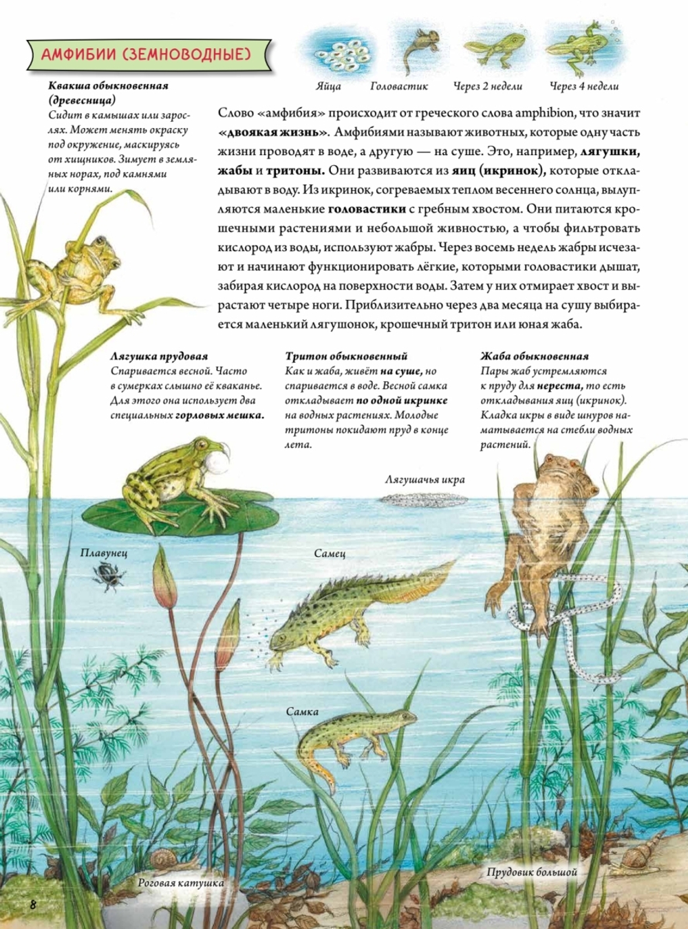 Животные и растения рек, озёр и морей. BIObook А. Толмачёва