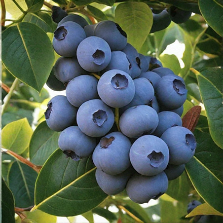 Голубика сорт Эллиот