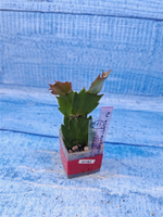 Schlumbergera cv. Sol Brazil (Шлюмбергера)