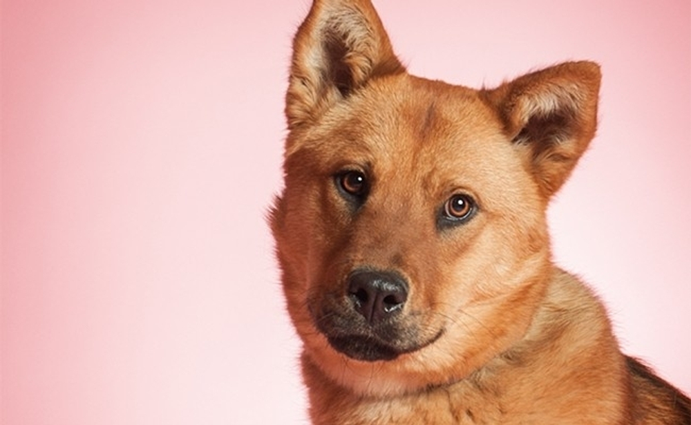 SA 3-12 CORAL, бумажный фон 2,72х11м