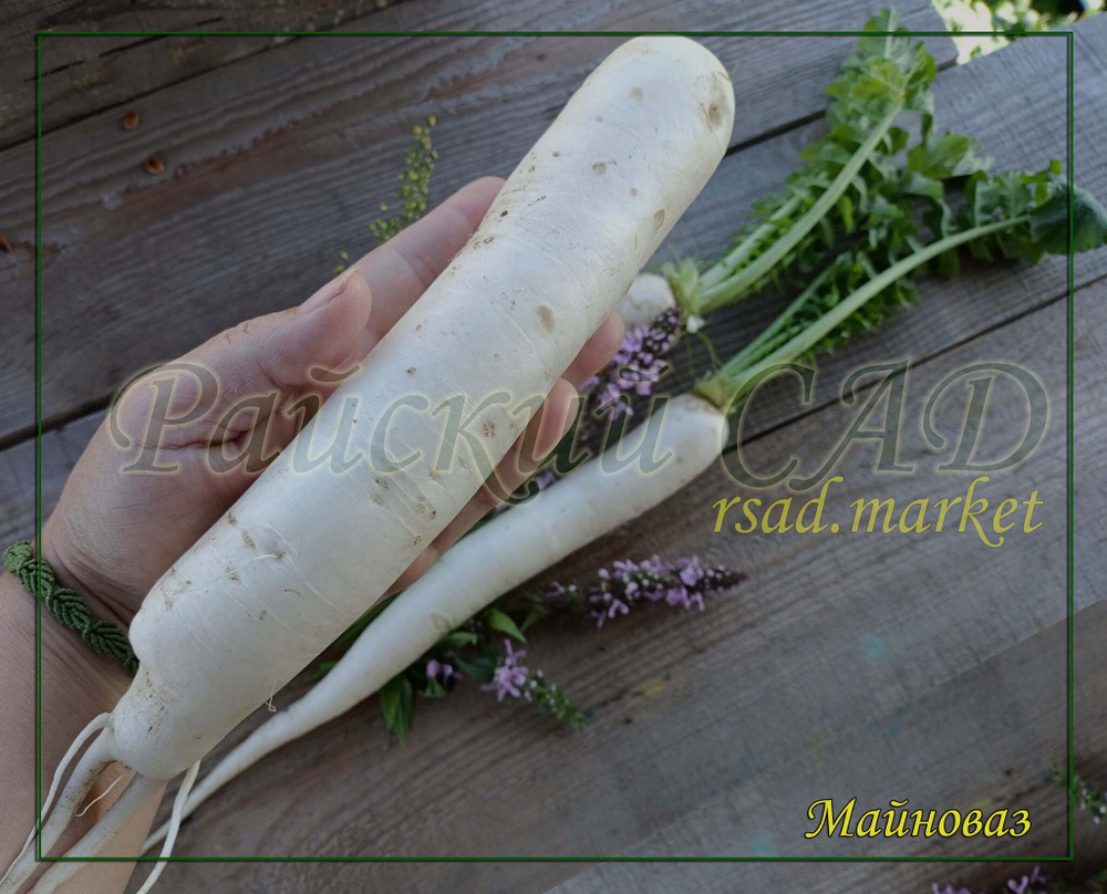 Дайкон Майноваз саммер крос no.3 F1 (Takii / Таки) 0.5 гр.