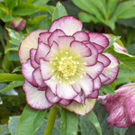 Морозник "Oriental Double Ellen"