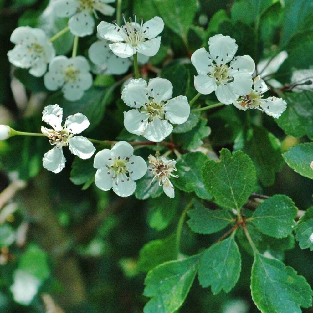 Боярышник (цветы,листья) 500 г