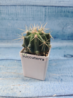 Ferocactus stainesii (Ферокактус)