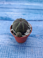 Суккулент Euphorbia Obesa (Эуфорбия)