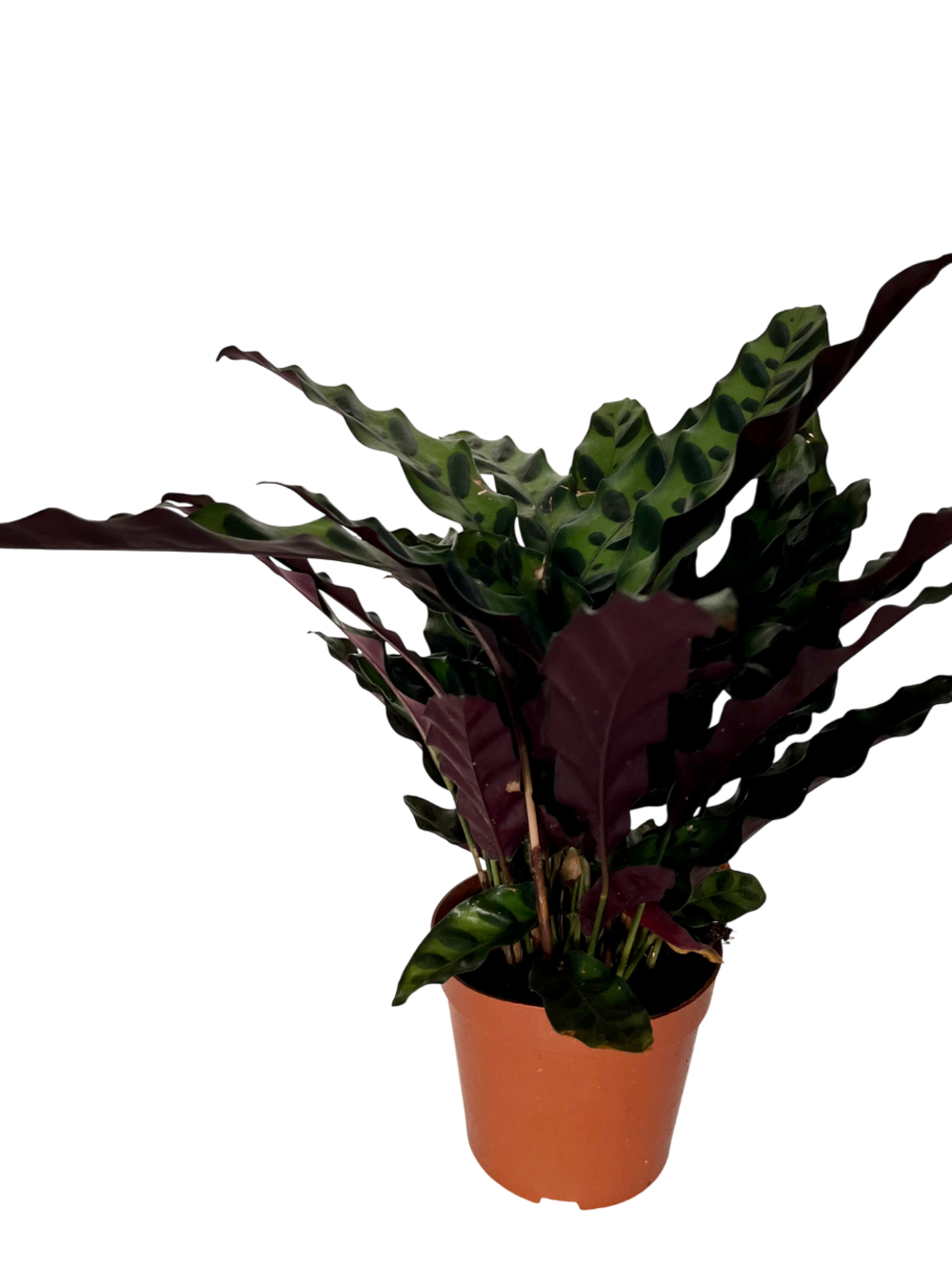 Калатея Leopard Pattern д.11