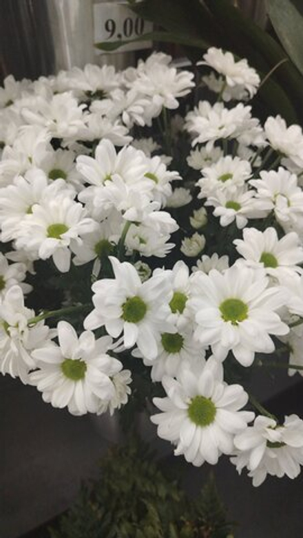 7 веток белых ромашек с лентой