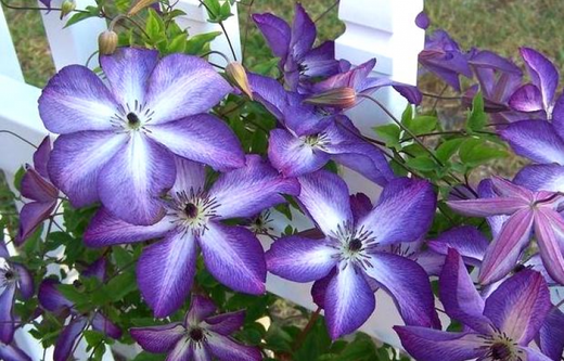 Клематис фиолетовый Найт Виэль Закупка М33 апрель 2026