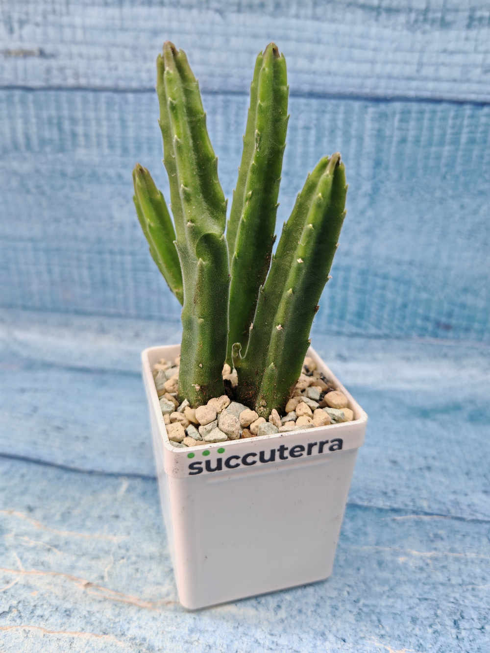 Stapelia Leendertziae (Стапелия)