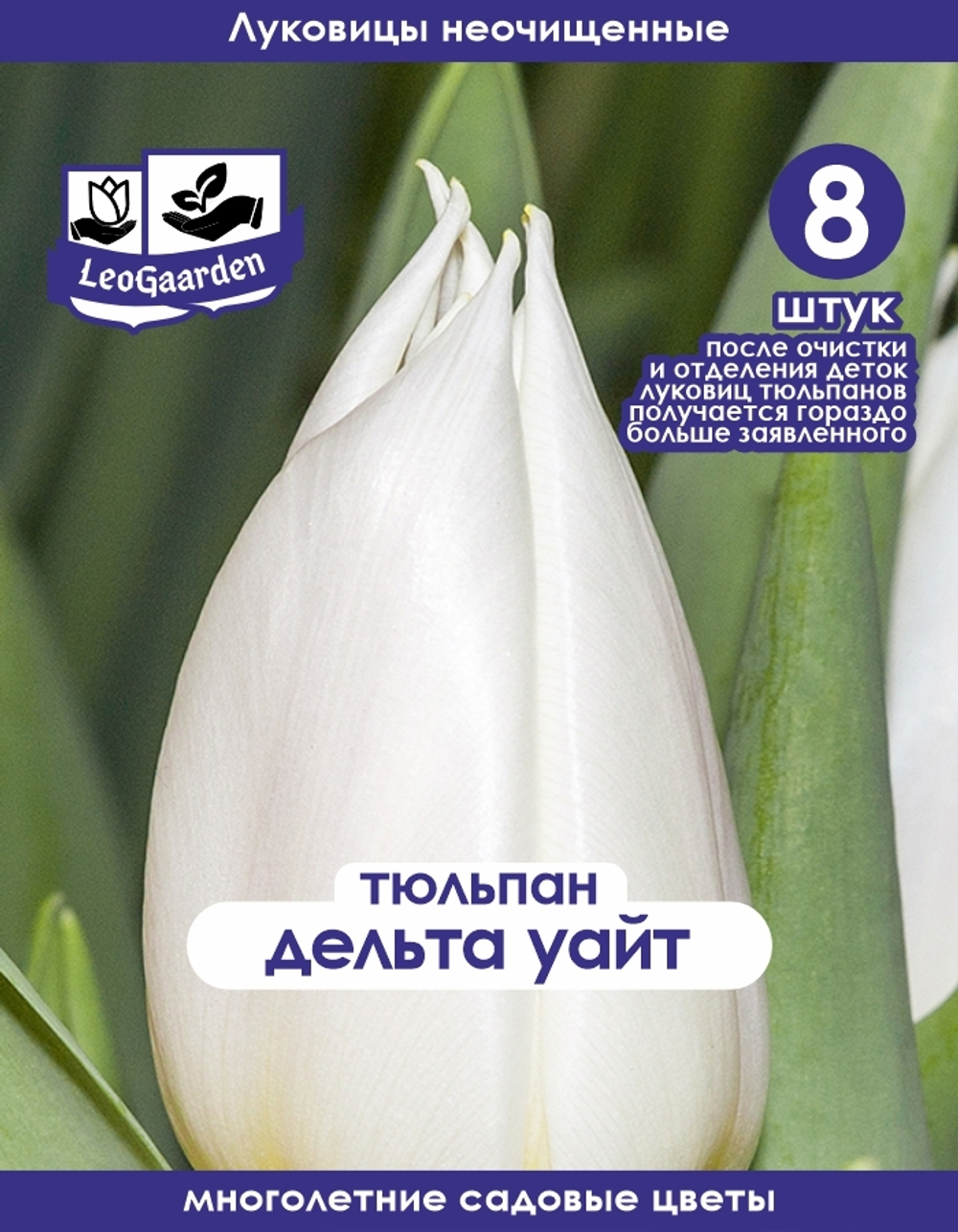 Тюльпан Луковица, Дельта Уайт, 8+шт