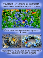 Синеголовник плосколистный, эрингиум чертогон чертополох многолетний