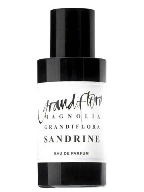 Grandiflora Magnolia Sandrine