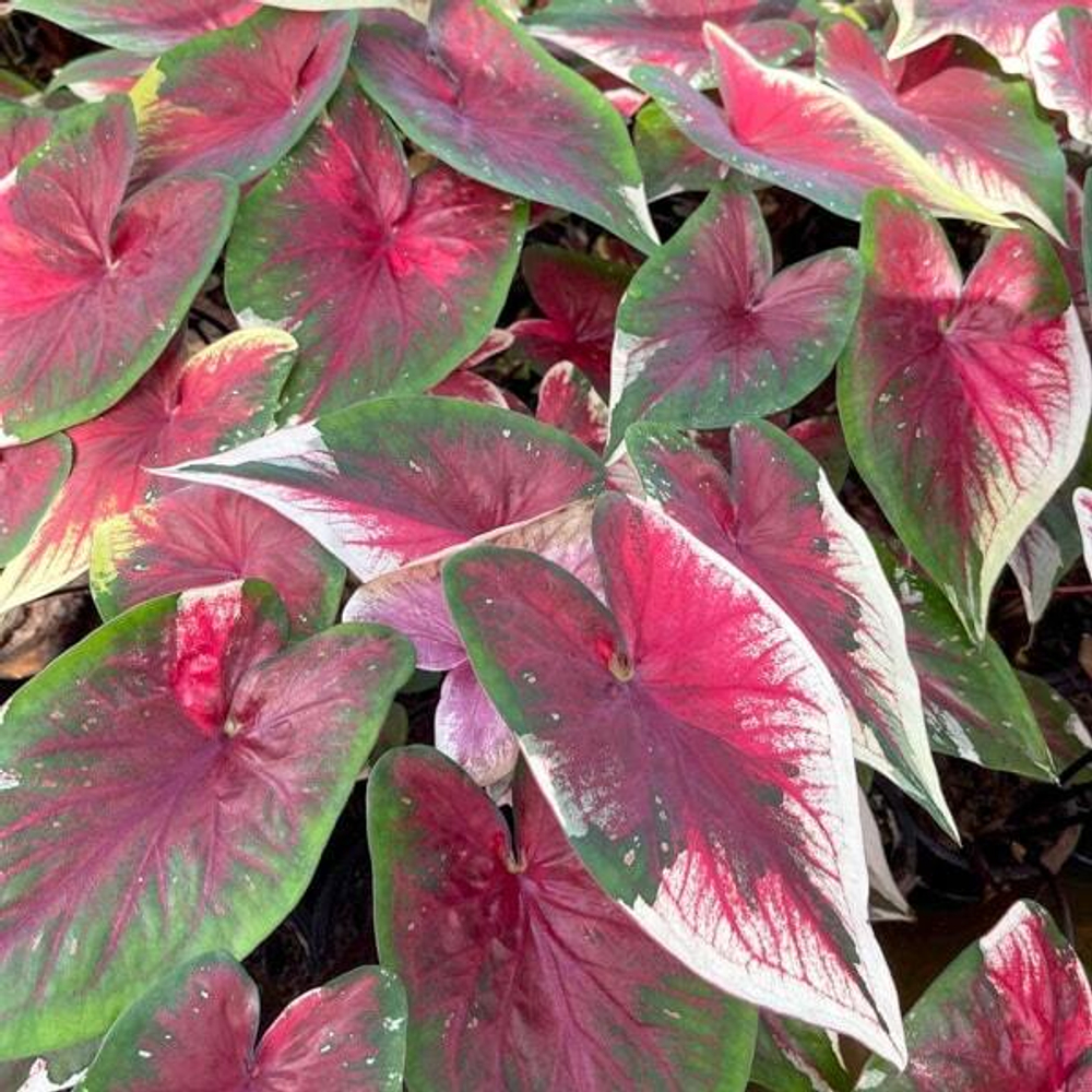 Каладиум RAK OEI – I LOVE YOU