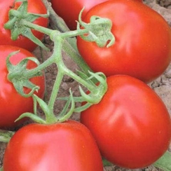 Муна F1 семена томата детерминантного (Clause / Клос)