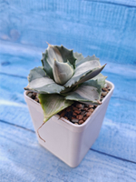 Agave Potatorum Variegata (Агава)