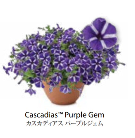 ЕВРО Petunia Cascadias Purple Gem укорененный черенок ноябрь
