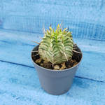 Euphorbia meloformis f. Variegated (Эуфорбия вариегатная)